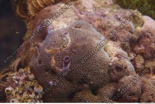 Corals 0055